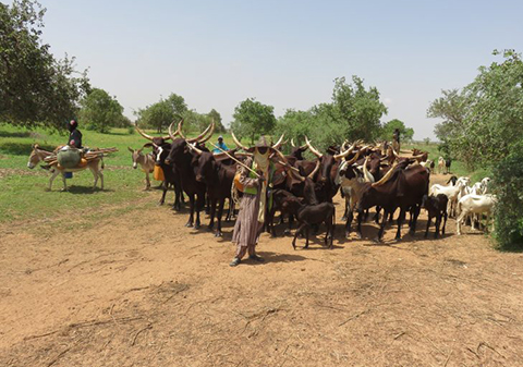 Rural african scene