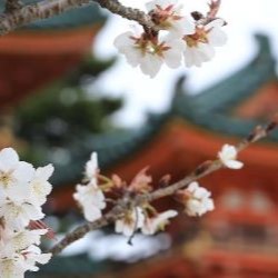 Kyoto University – Exchange Program in Language, Culture and Stem